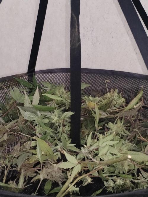 Candy Chronicles. Week 10