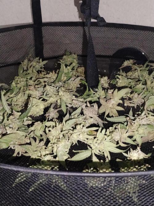 Candy Chronicles. Week 10