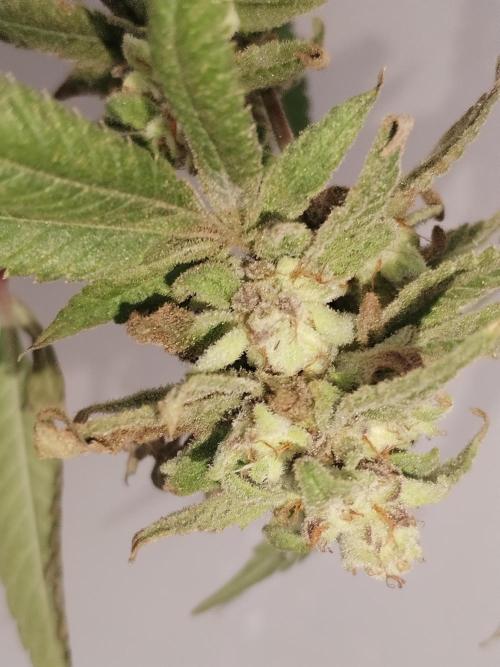 Candy Chronicles. Week 10