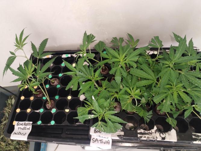 Clone Cartel Dessert Edition. Week 1