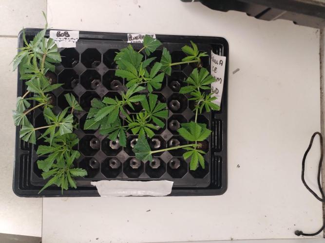 Clone Cartel Dessert Edition. Week 1