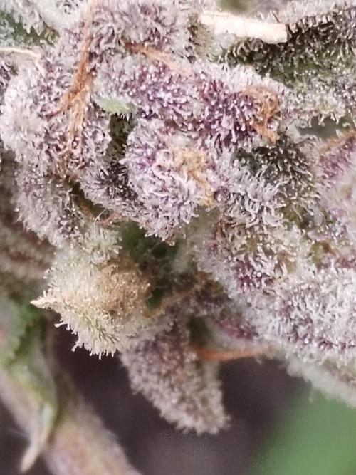 Candy Chronicles. Week 11