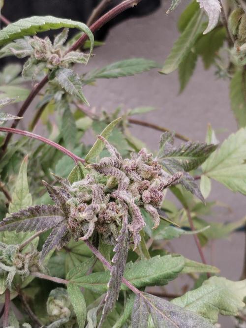 Candy Chronicles. Week 11