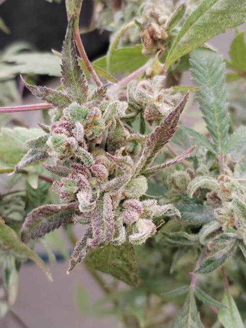 Candy Chronicles. Week 11