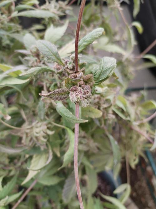 Candy Chronicles. Week 11