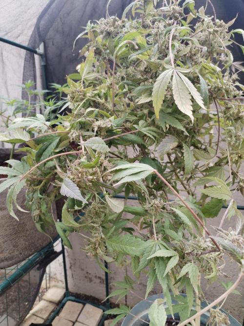 Candy Chronicles. Week 11