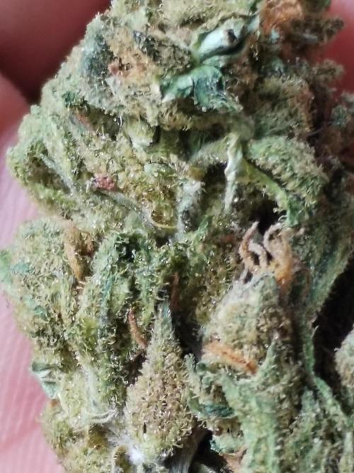 Cheesequake. Week 11