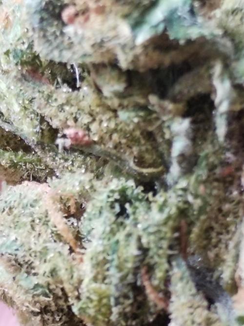 Cheesequake. Week 11