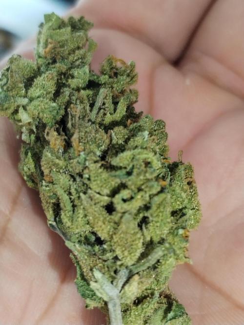 Cheesequake. Week 11