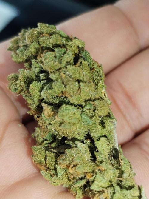 Cheesequake. Week 11