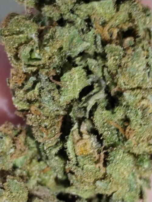 Cheesequake. Week 11