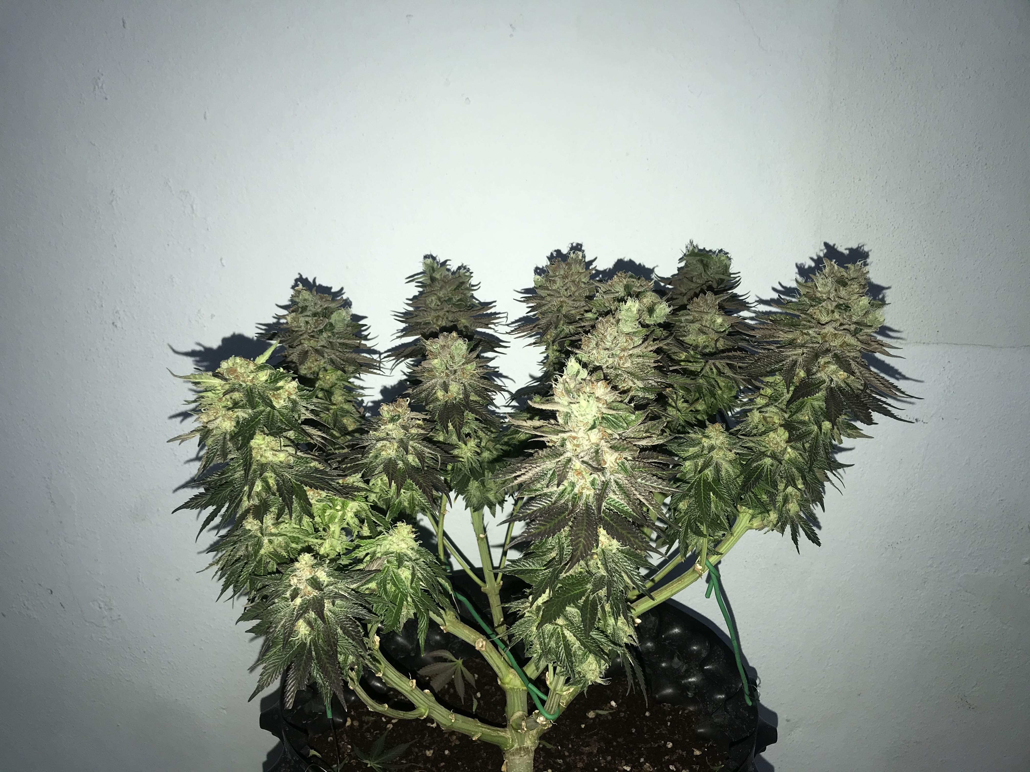 ETHOS Banana Hammock R1 grow diary (journal) harvest12 by