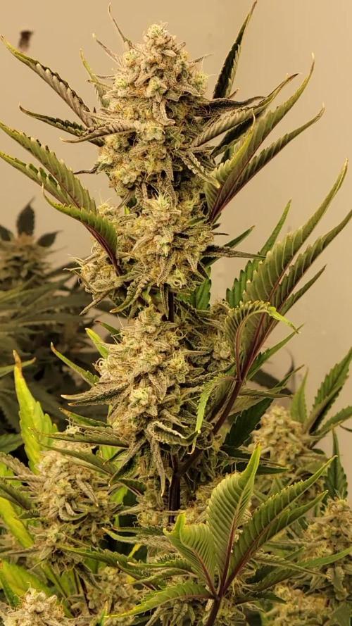 Rocbudinc honeymoon passion