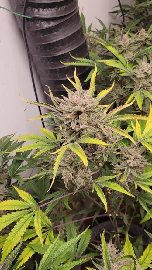 Rocbudinc honeymoon passion