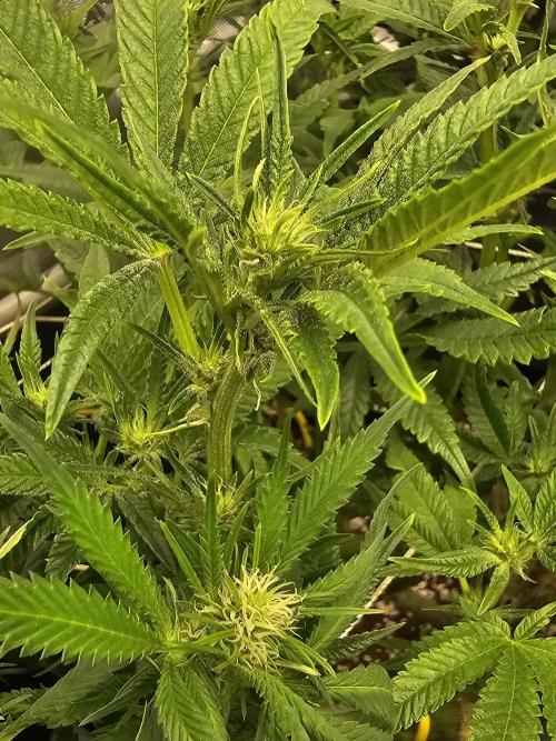 3rd Grow. Week 3 - Jelly Donuts 