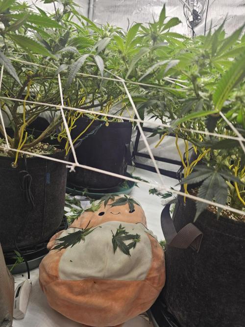 3rd Grow. Week 3 - Using my stuffie as a pillow so I can defoilate in the tent comfortably lol