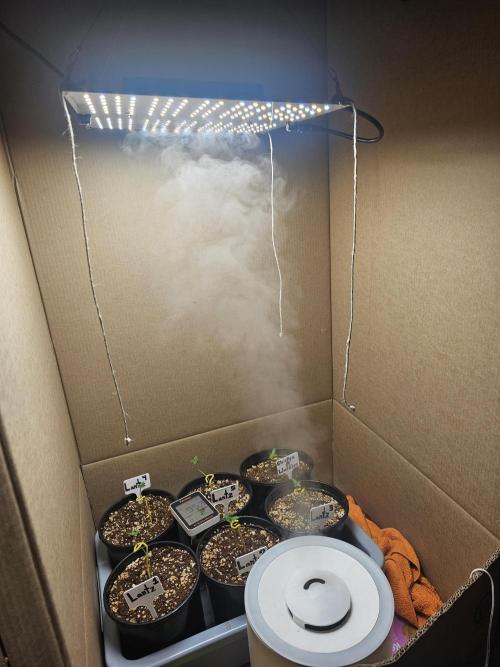 Breeding project. Week 1