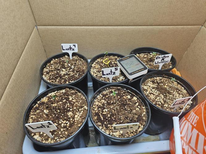 Breeding project. Week 1