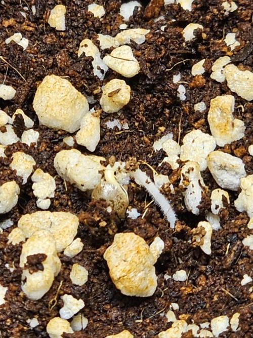 Breeding project. Week 1