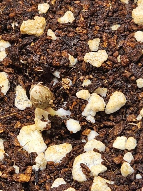 Breeding project. Week 1