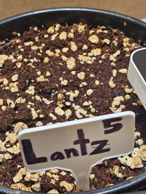 Breeding project. Week 1