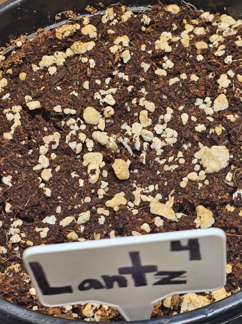 Breeding project. Week 1