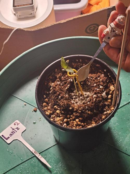 Breeding project. Week 1 - Spooning in microrizi 