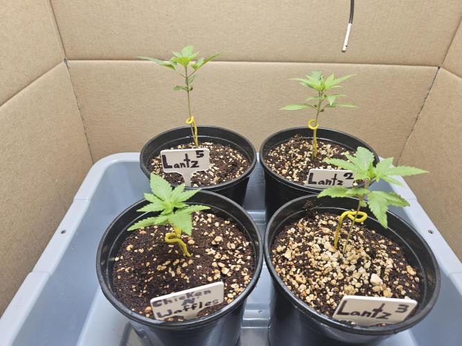 Breeding project. Week 1 - Only 4 survivors 