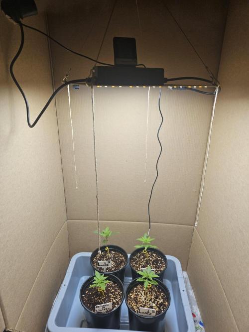 Breeding project. Week 1