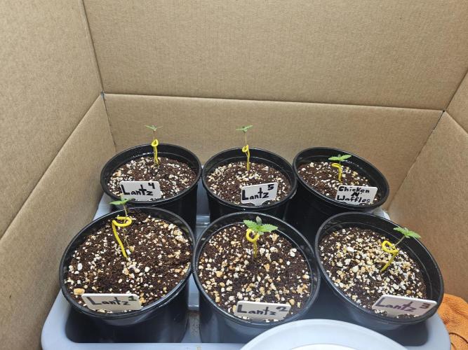 Breeding project. Week 1