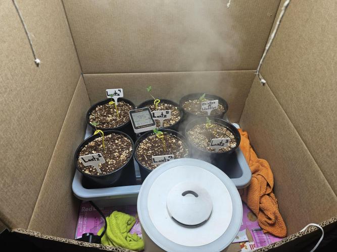 Breeding project. Week 1 - Got a new humidifier during first week of veg