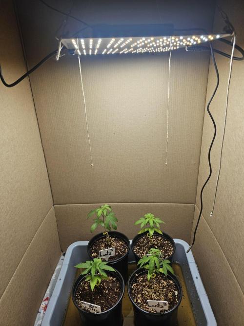 Breeding project. Week 2