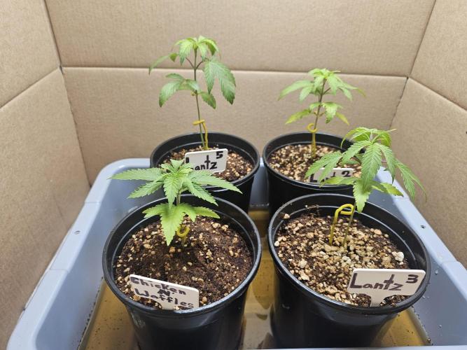 Breeding project. Week 2