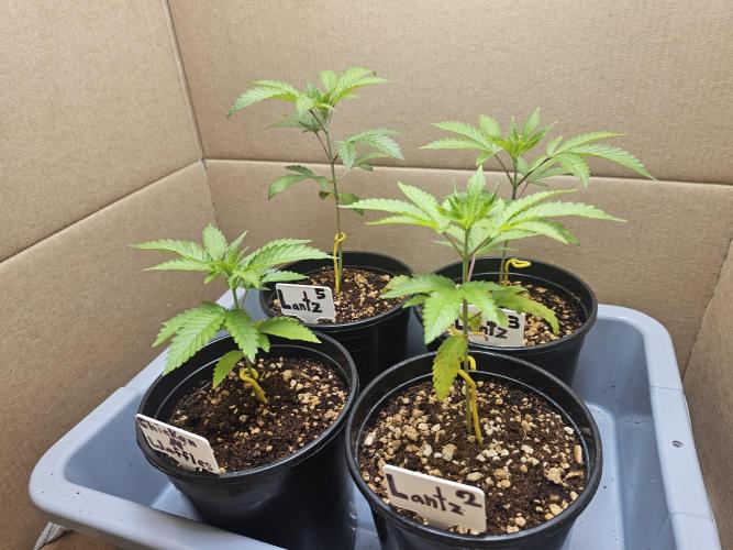 Breeding project. Week 2