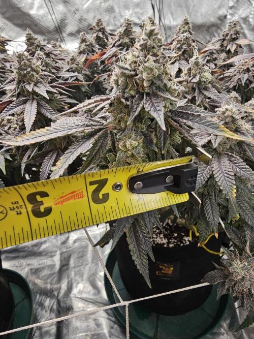 2nd Grow. Week 24 - Jedi Juice