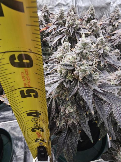 2nd Grow. Week 24 - Jedi Juice 