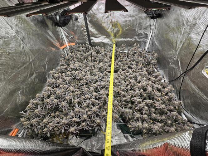 2nd Grow. Week 24 - Donutz &Her clone in back
Chicken N Waffles to left front
Jedi Juice front right