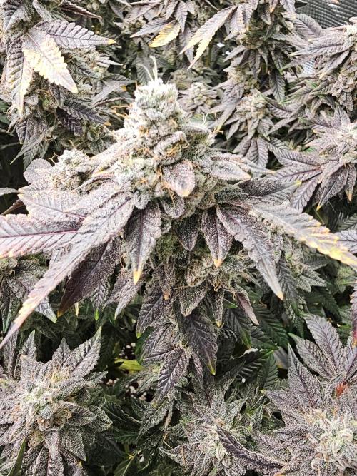 2nd Grow. Week 24 - Jedi Juice 