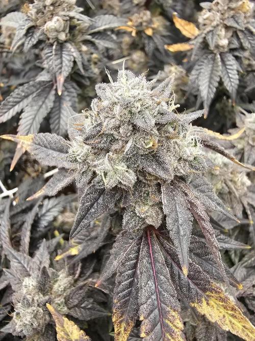 2nd Grow. Week 24 - Donutz Clone 