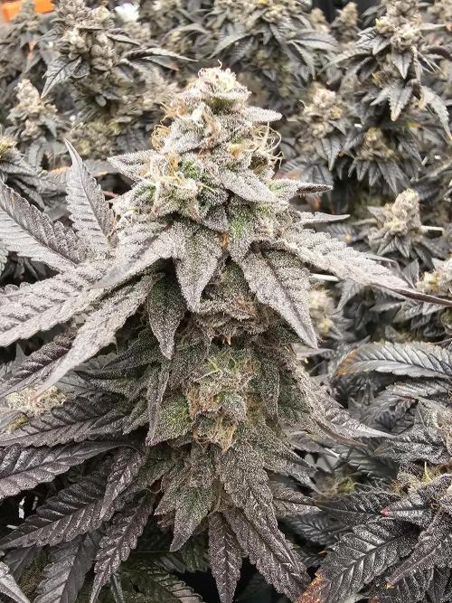 2nd Grow. Week 24 - Donutz 