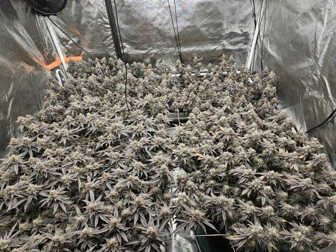 2nd Grow. Week 24 - Donutz &Her clone in back
Chicken N Waffles to left front
Jedi Juice front right