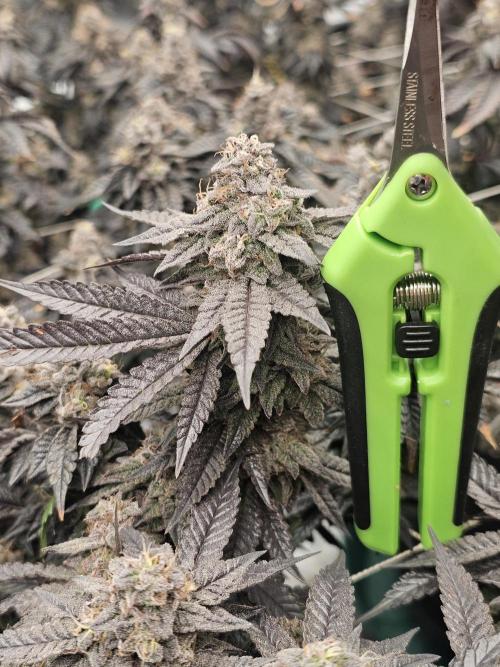 2nd Grow. Week 24 - Chicken N Waffles 