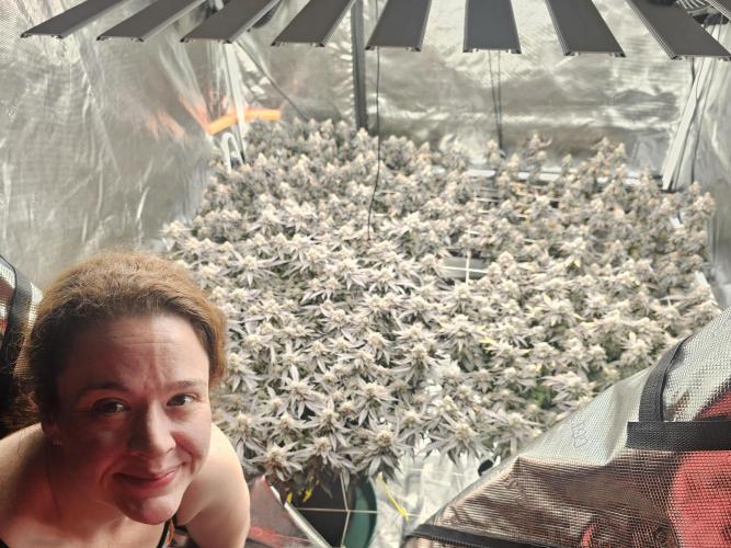 2nd Grow. Week 24 - Donutz &Her clone in back
Chicken N Waffles to left front
Jedi Juice front right