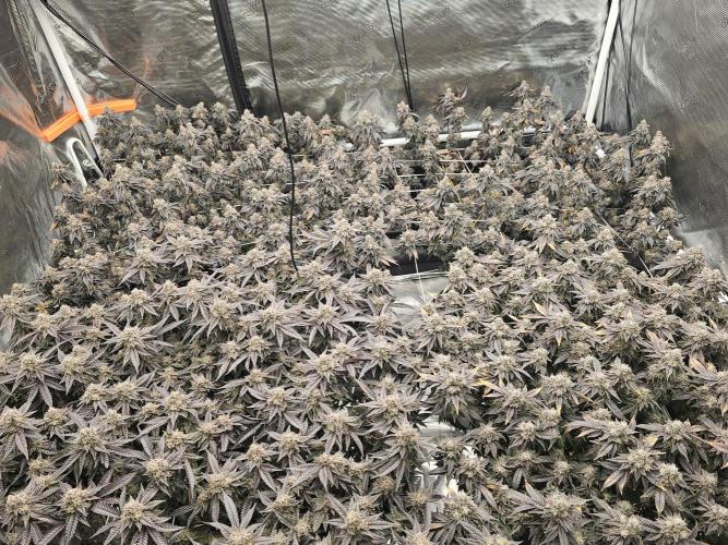 2nd Grow. Week 24 - Donutz &Her clone in back
Chicken N Waffles to left front
Jedi Juice front right