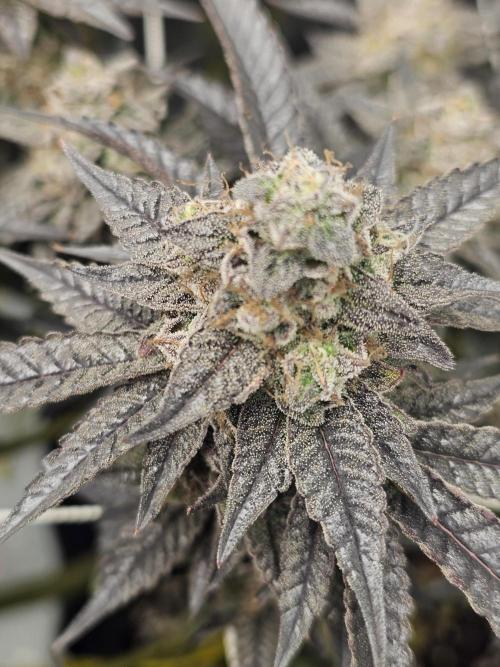 3rd Grow. Week 24 - Chicken N Waffles Clone 