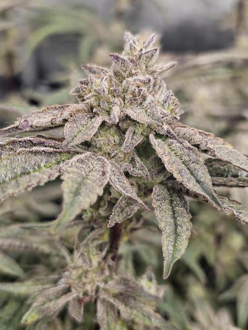 3rd Grow. Week 24 - Jelly Donuts 