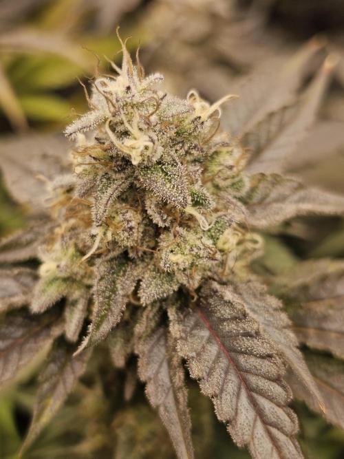 3rd Grow. Week 24 - Gelat OG 