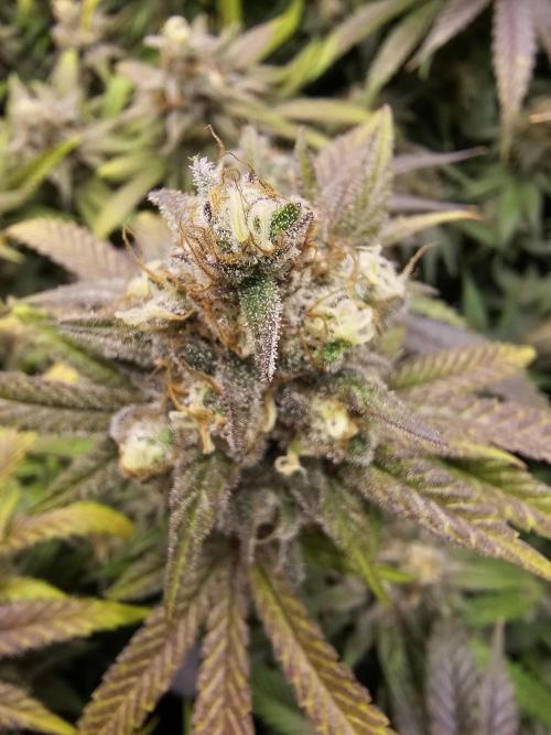 3rd Grow. Week 24 - Peyote wifi 