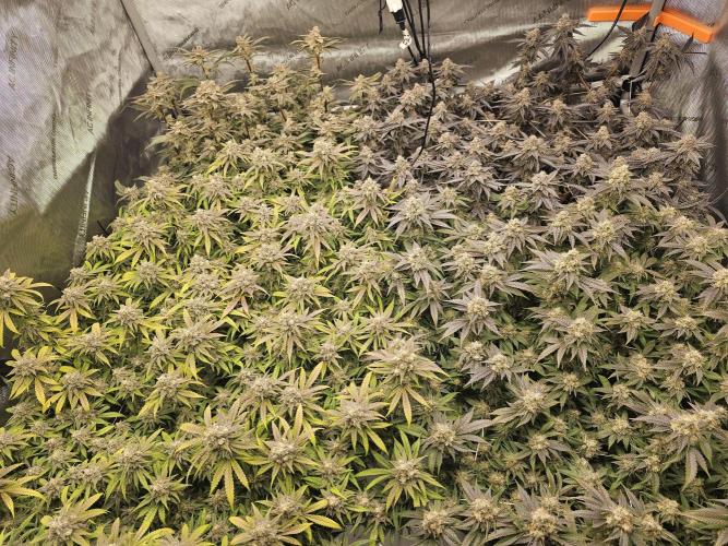 3rd Grow. Week 24 - Jelly Donuts Back L
Chick N Waffles Back R
Peyote Front L
Gelat OF Front R