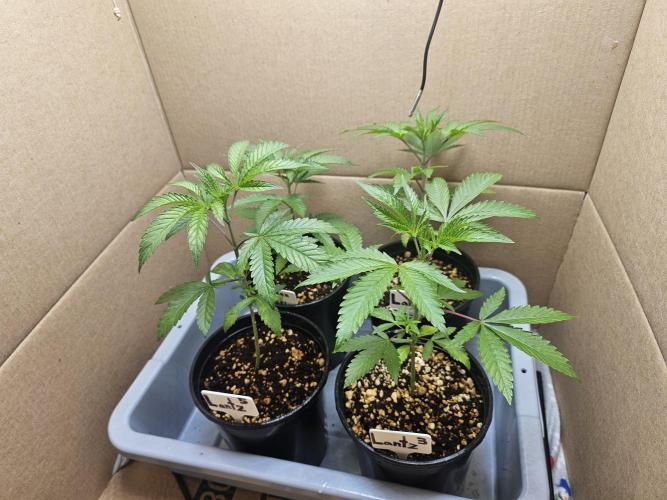 Breeding project. Week 3